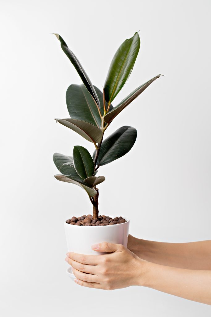 Rubber plant in pot in hands