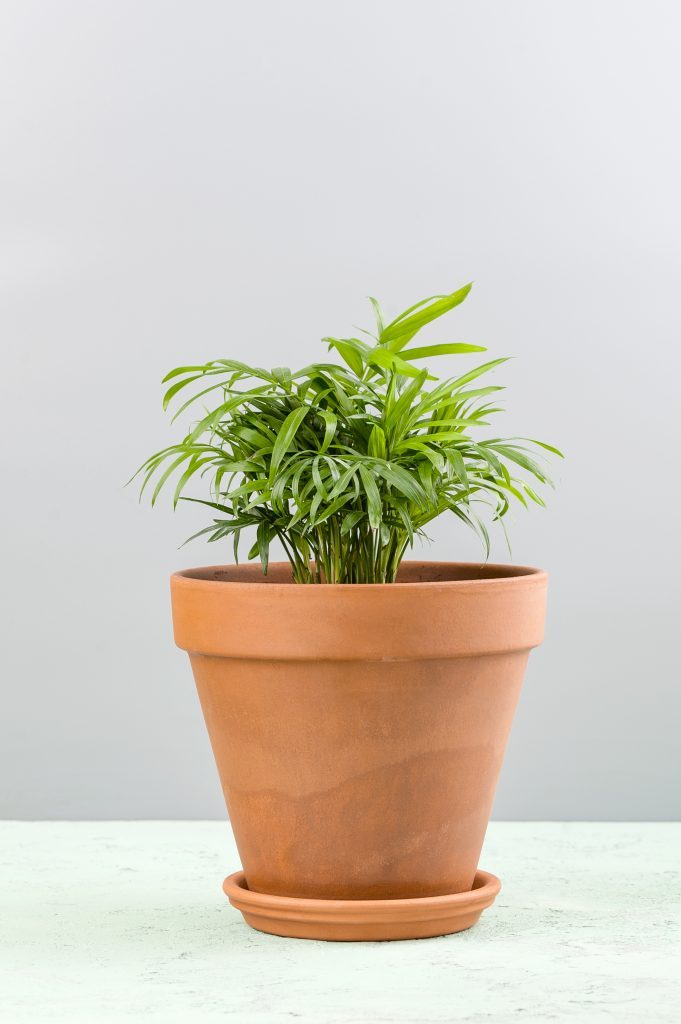 Small pot plant