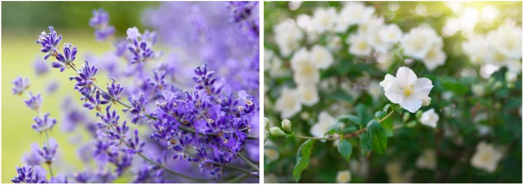 Lavender and Jasmine