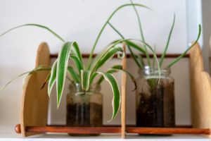 Spider plant on shelf